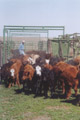 Hoffmann Ranch Branding, 2003 - The First Batch