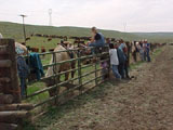 Hoffmann Ranch Branding, 2002 - A New Morning