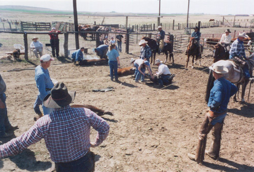 Hoffmann Ranch Branding, 2003 - Organized