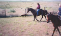 Hoffmann Ranch Branding, 2003 - Cynthia Hoffmann and Amunicja